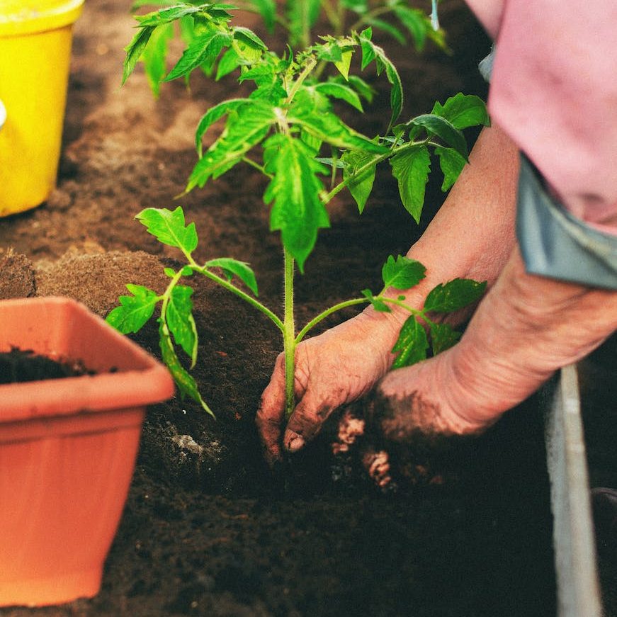 gardner planting tomato seedling to compost in greenhouse bed