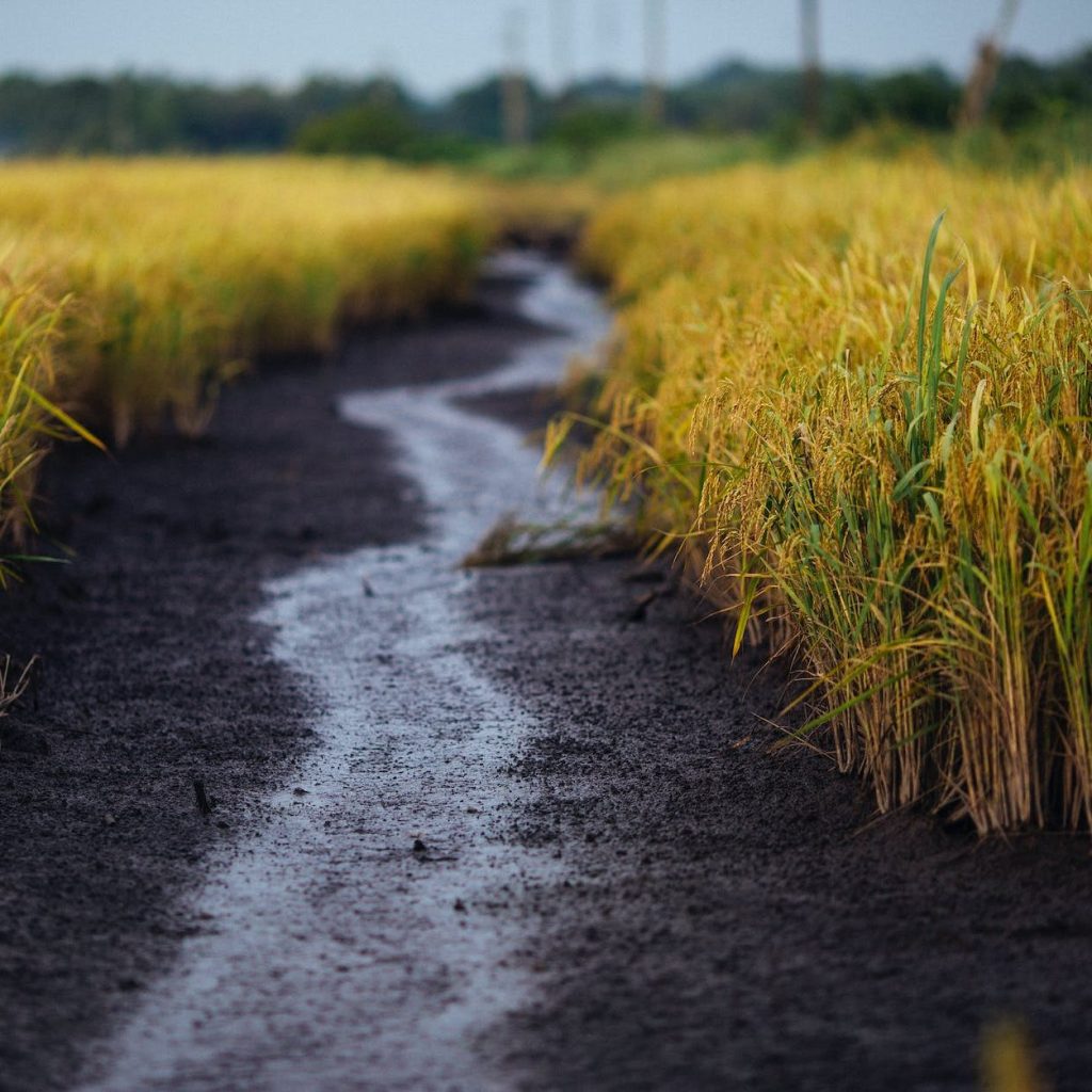 empty road in between rice field