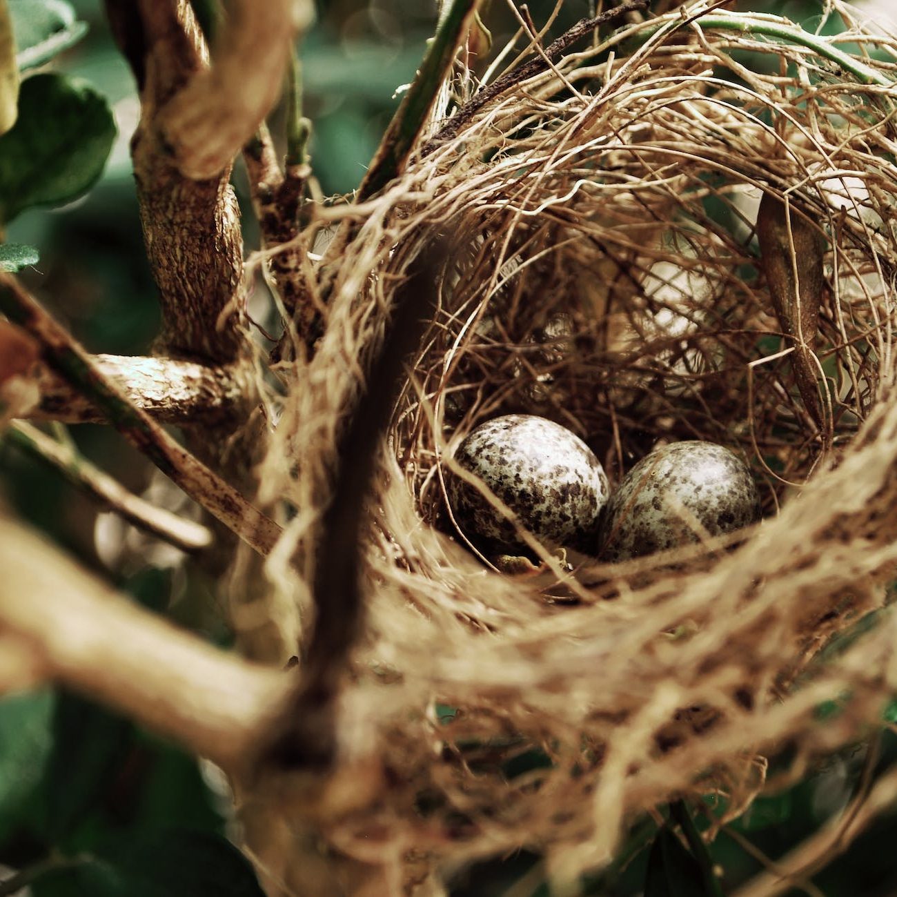 tilt shift photo of two white bird eggs on a nest