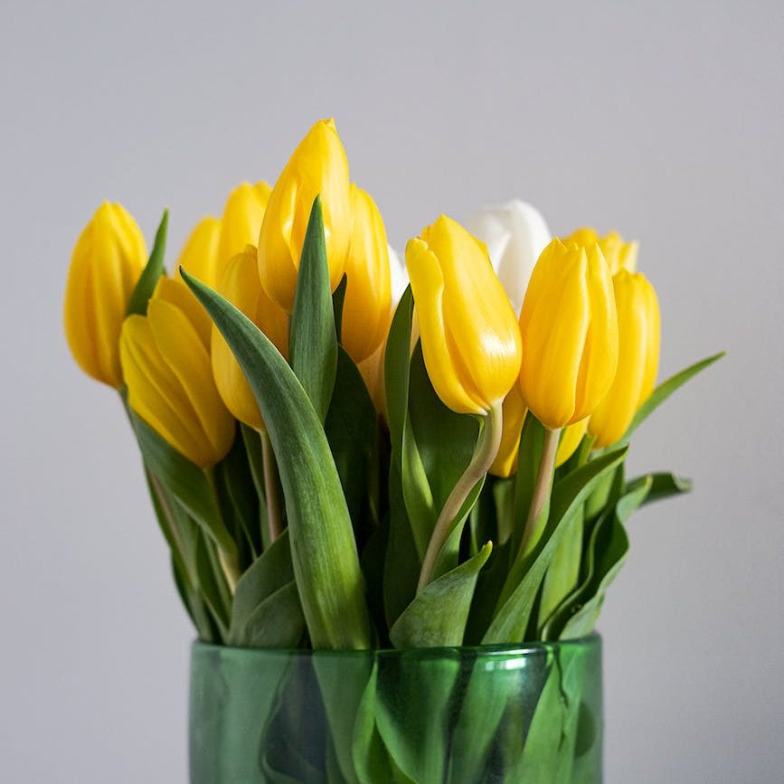 a yellow tulips on a glass vase