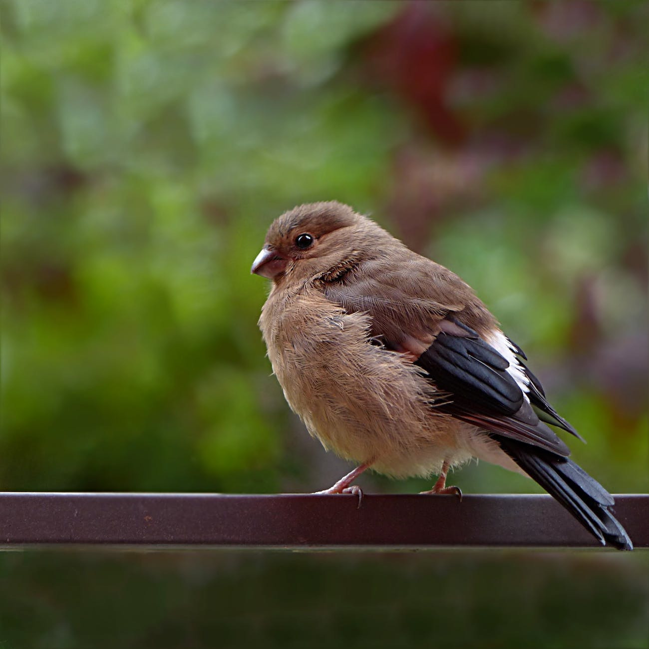 animal avian backyard beak