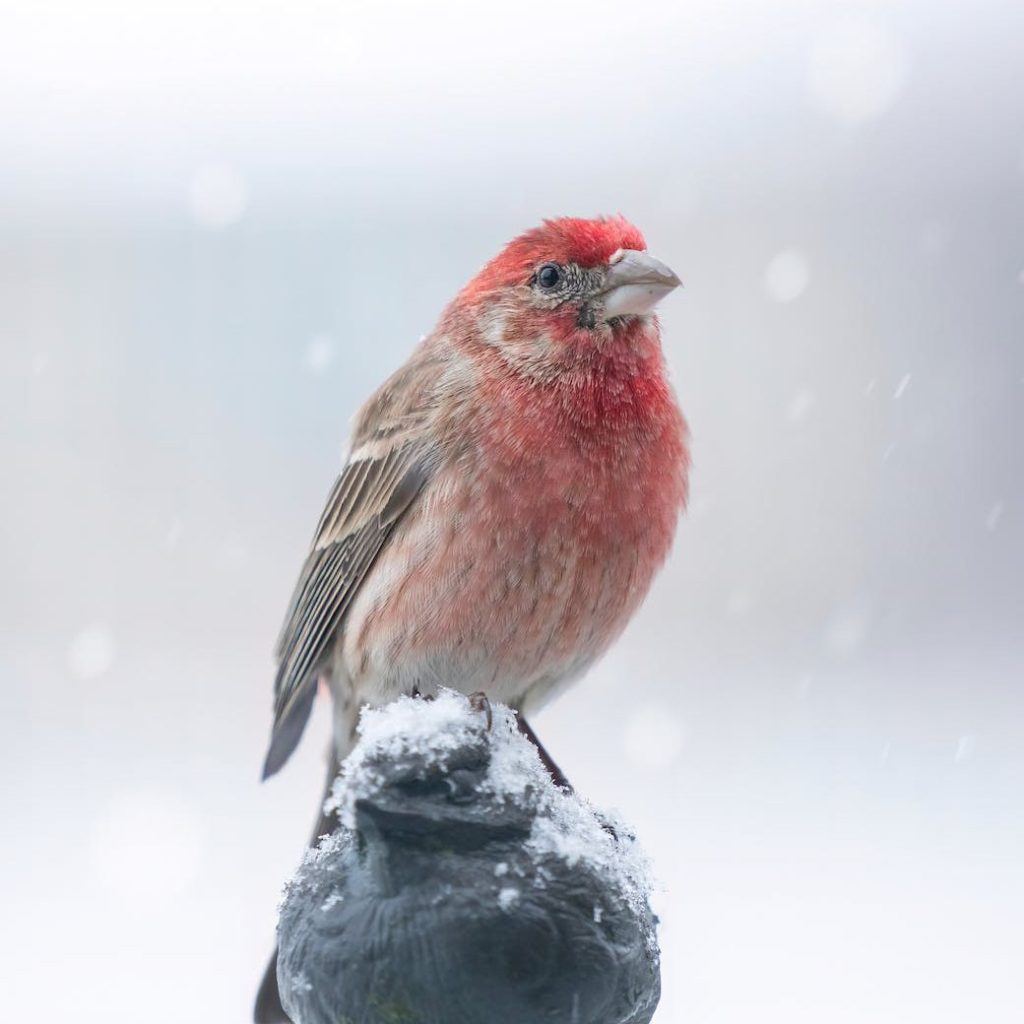 bird perched on snow