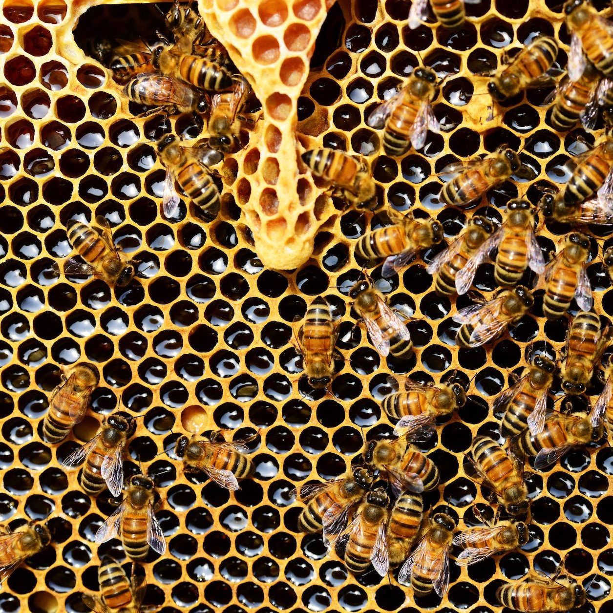 honeycomb close up detail honey bee