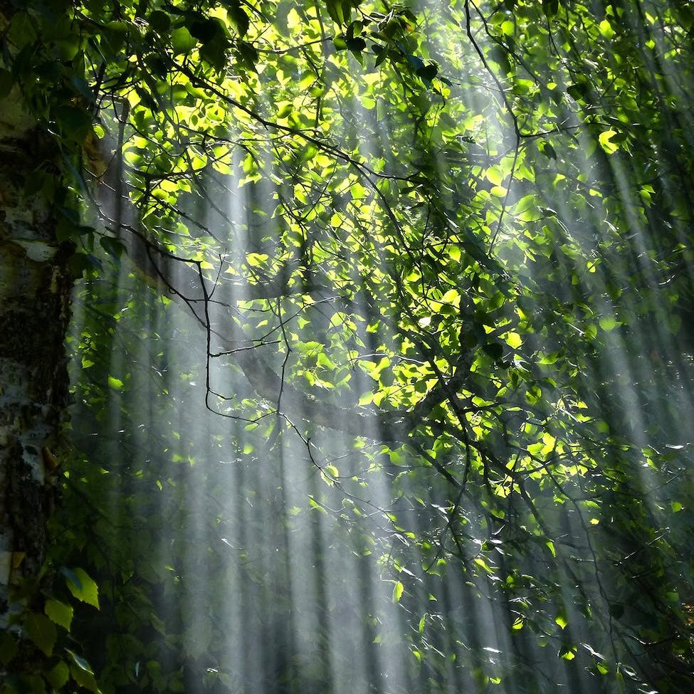 tree with brunch and green leaves during sunset