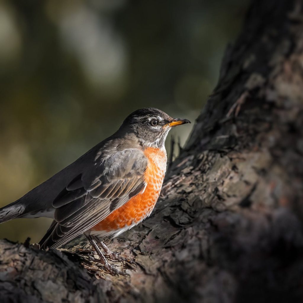 cute robin sitting on tree branch