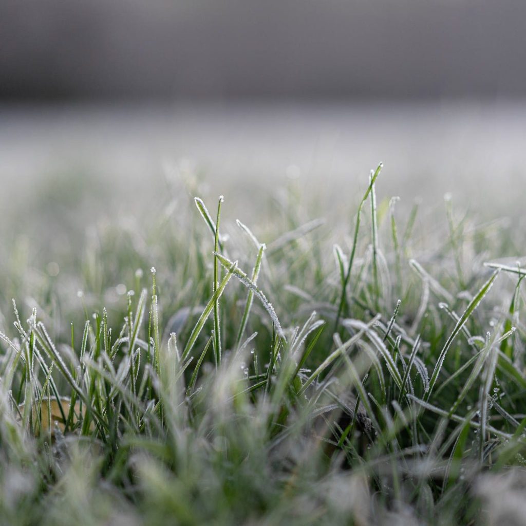 green grass with dew