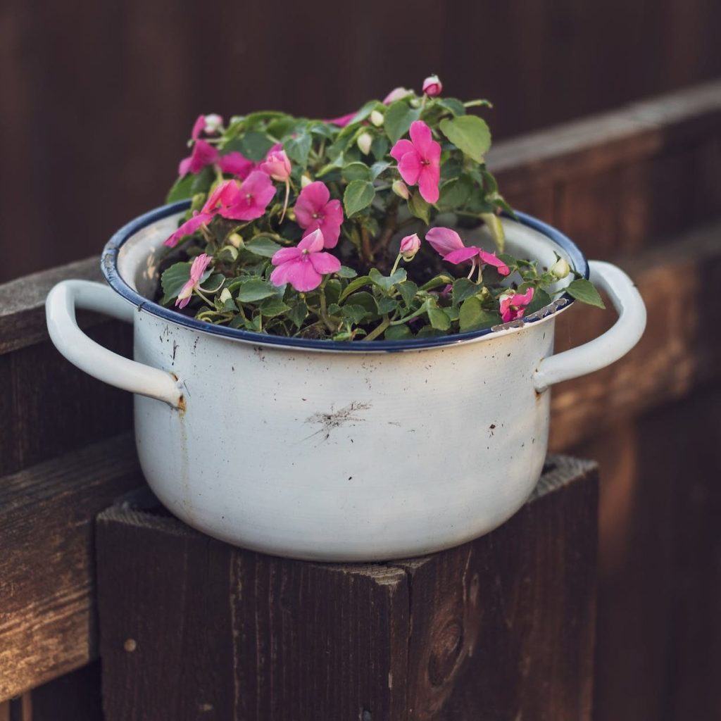 plant planted on a pot