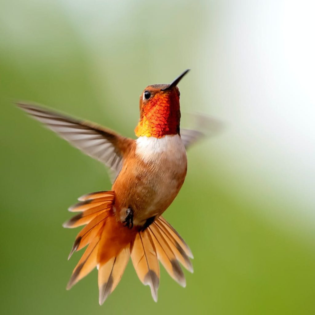 focus photography of flying hummingbird