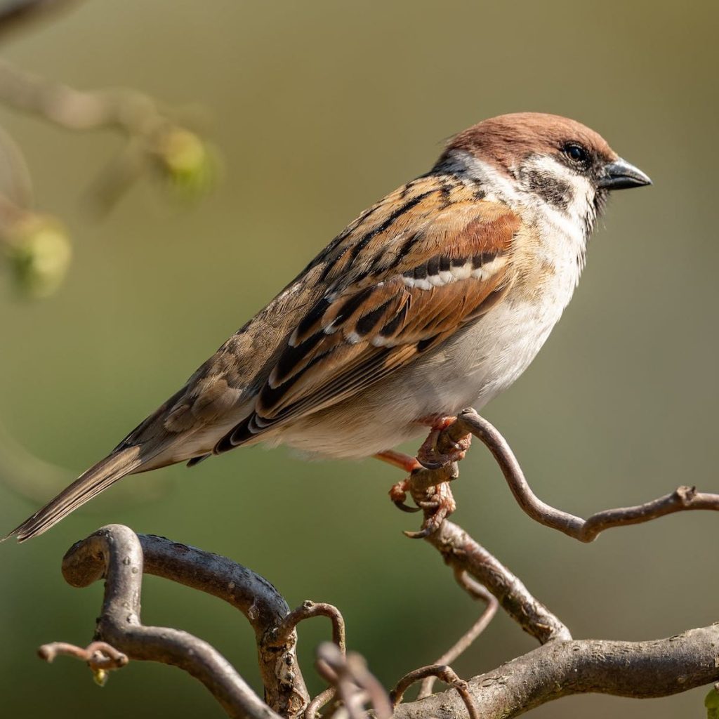 brown and white bird on brown tree branch