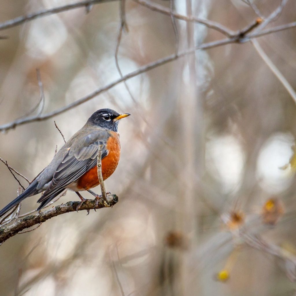 american robin on tree branch