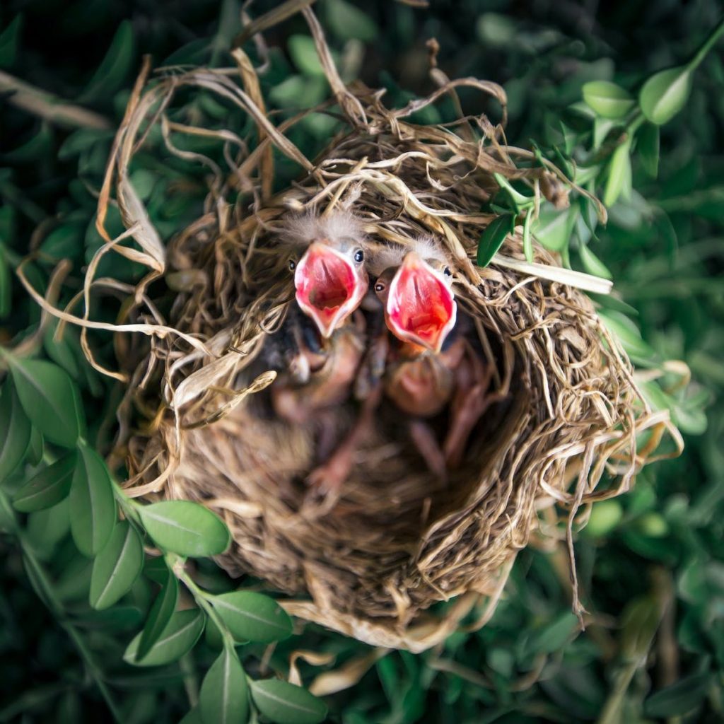 tilt shift photography of birds