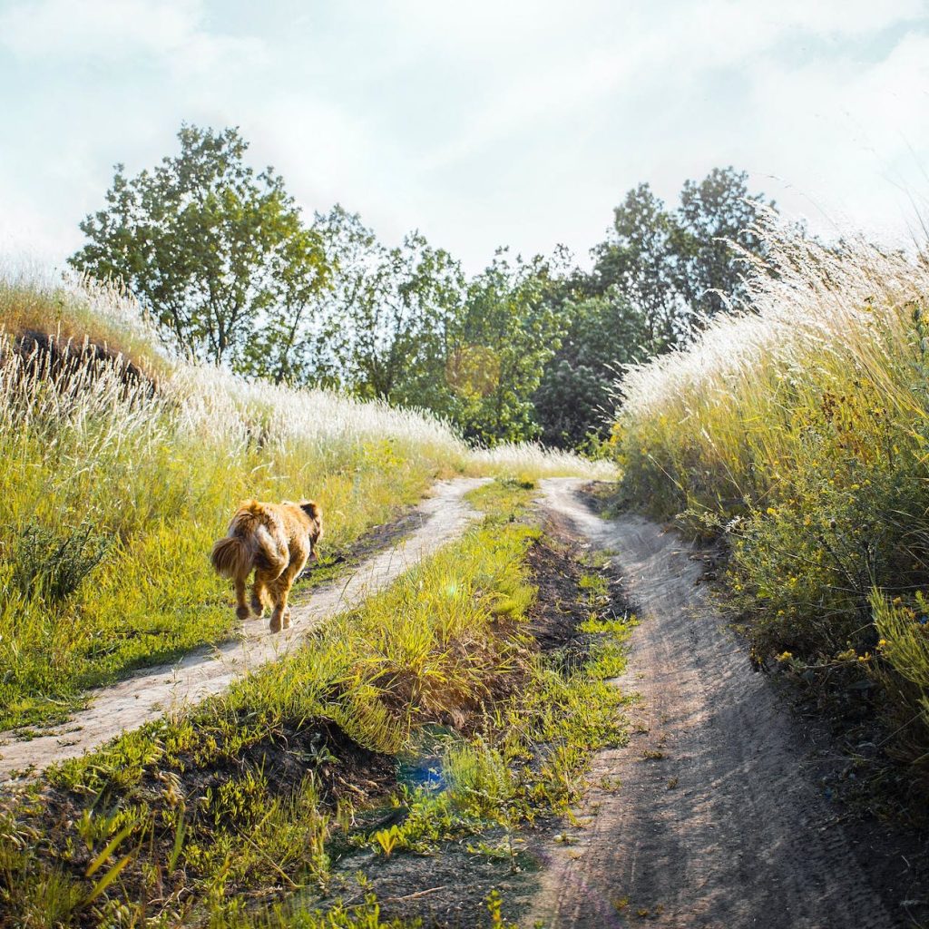 medium coated tan dog running on dirt road between green grass near trees