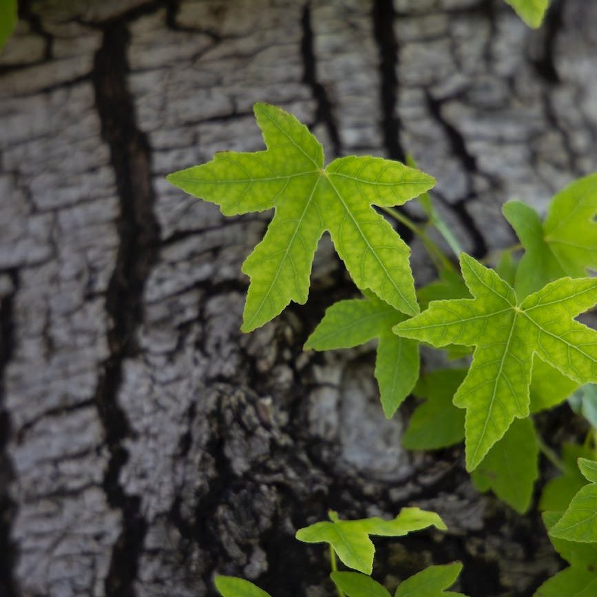 green maple leaves on brown tree trunk