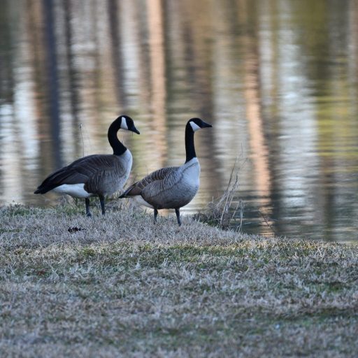 canadian geese standing near a body of water