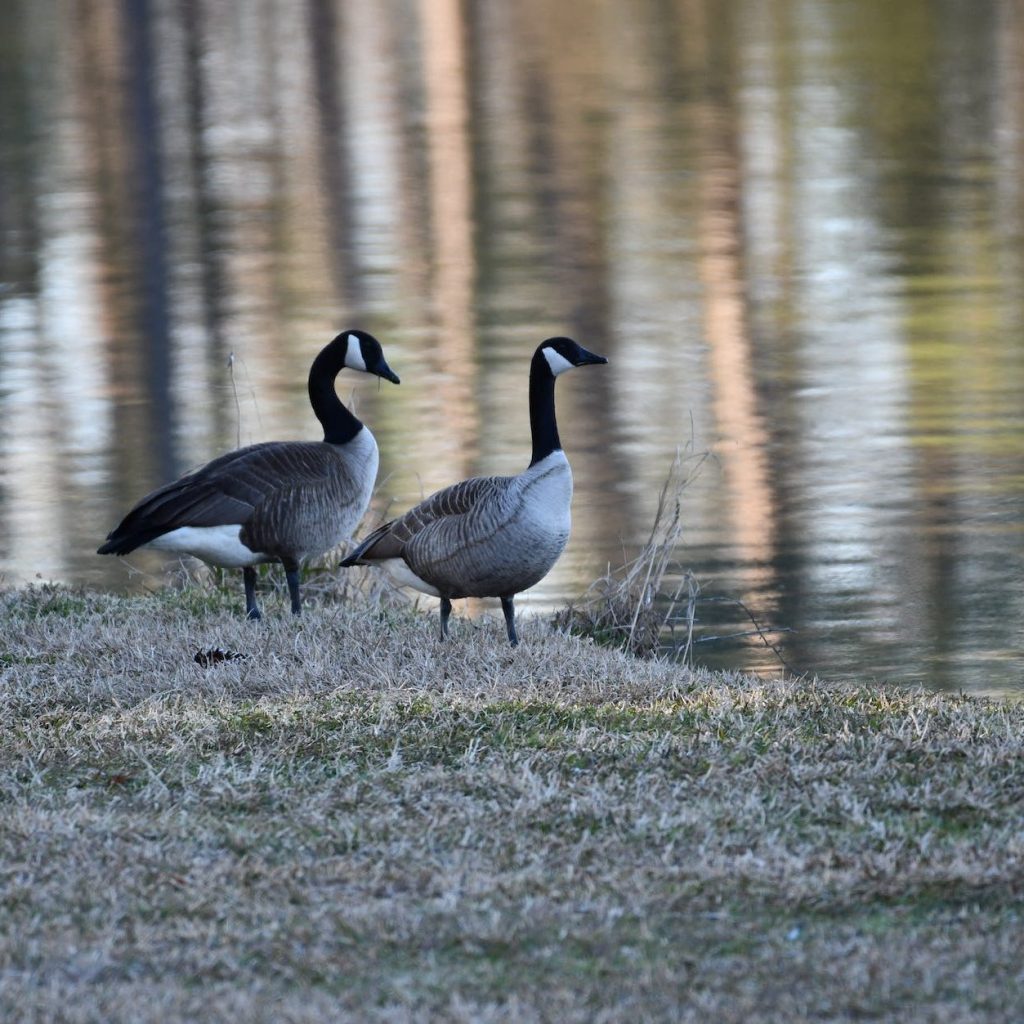 canadian geese standing near a body of water