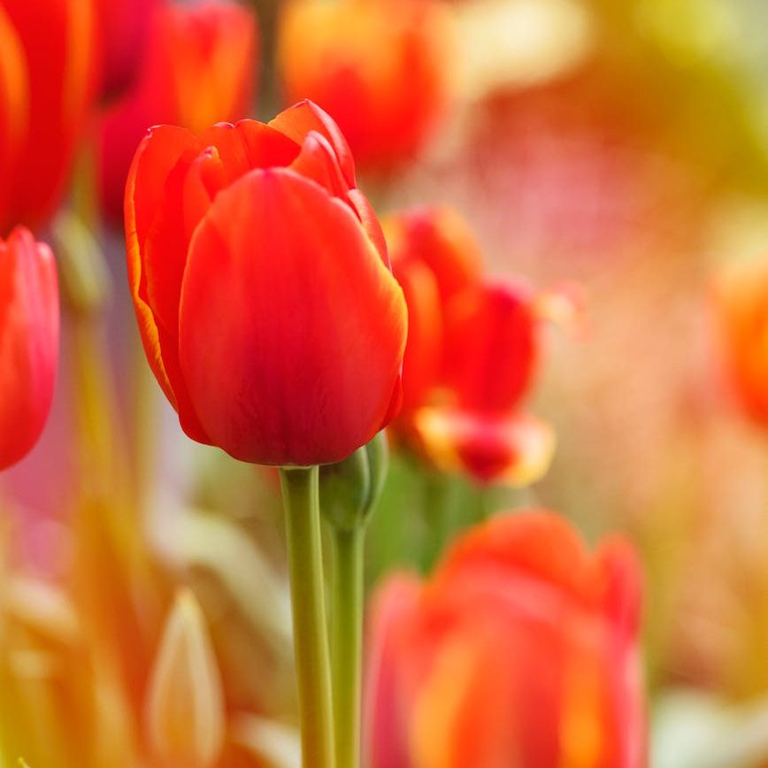 red tulip